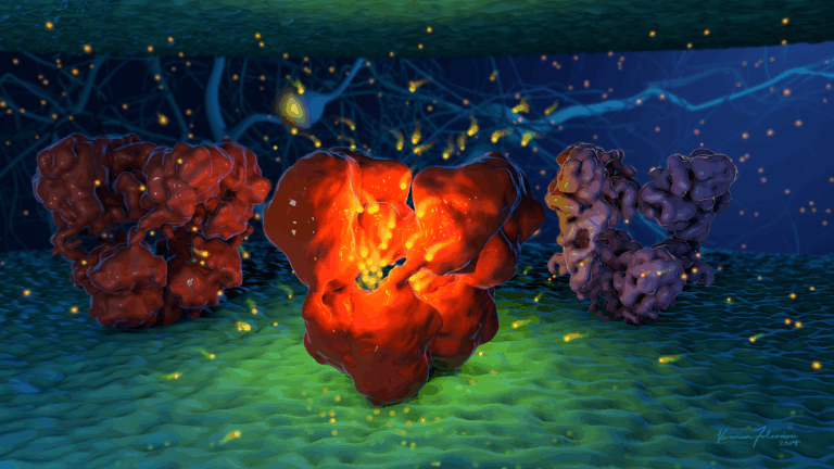 Flickr - Ionotropic Glutamate Receptor Gating Cycle - NIH